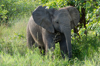 Baby Elephant