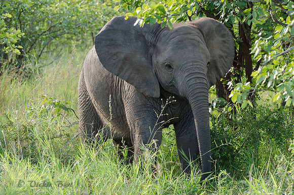 Baby Elephant