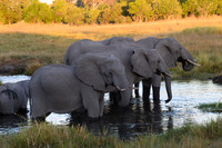 The Watering Hole