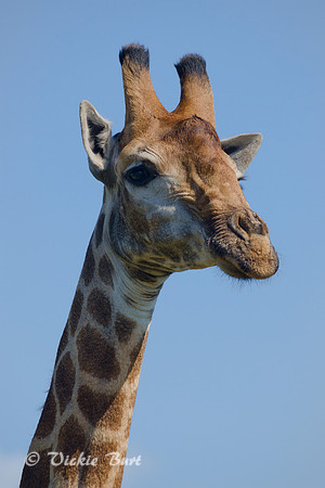 Curious Giraffe