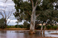 Gums after the Flooding