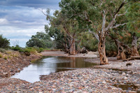 Gums in the River