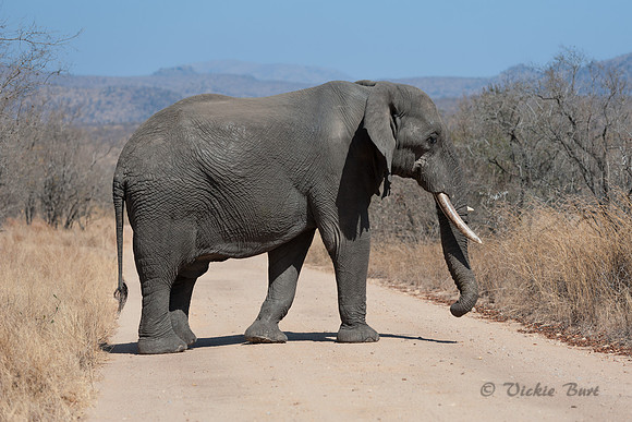 Elephant Crossing