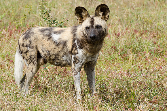 African Wild Dog