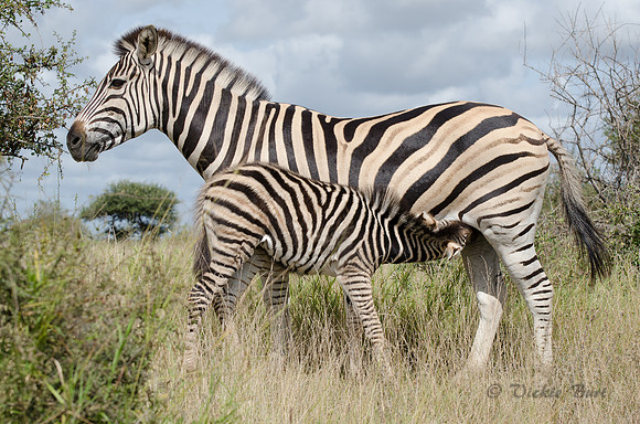 Burchell's Zebra