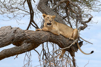 Resting in a Tree