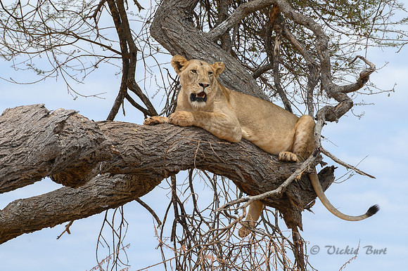 Resting in a Tree