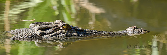 Crocodile Cruising