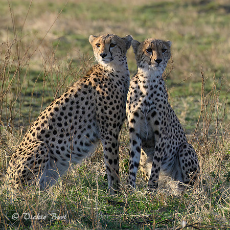 Siblings