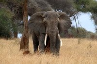 Big Tusker