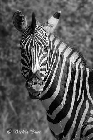 Zebra Portrait