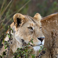 Lioness