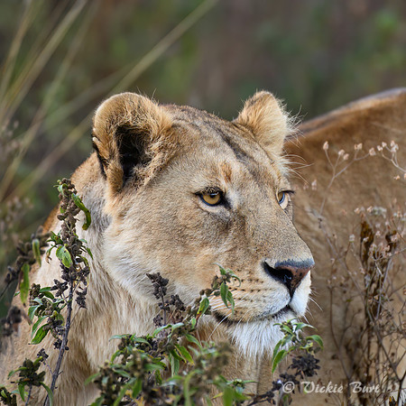 Lioness