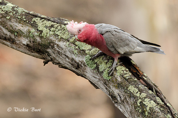 Female Galah
