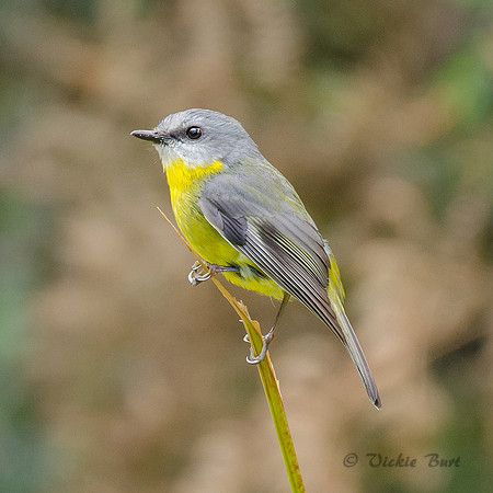 Eastern Yellow Robin