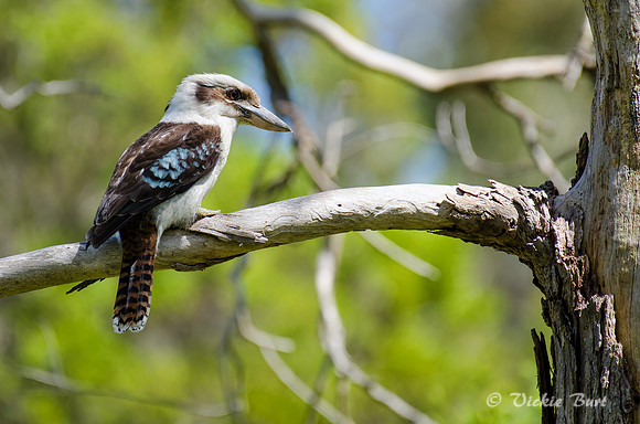 Kookaburra
