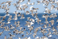 On the Wing