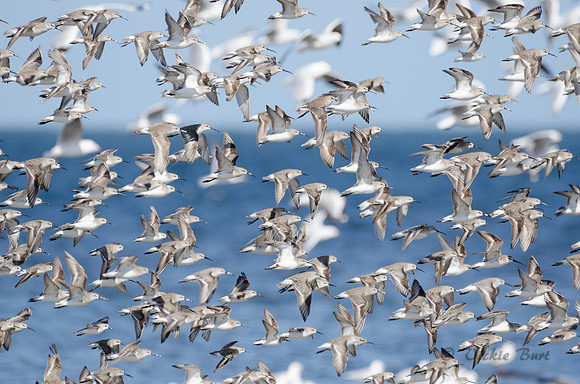 On the Wing
