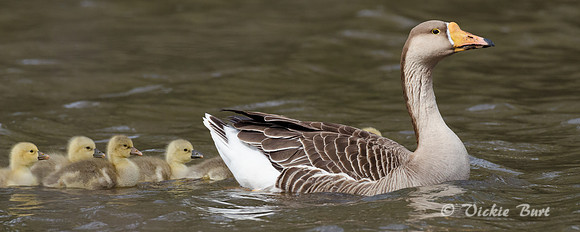 Family Outing