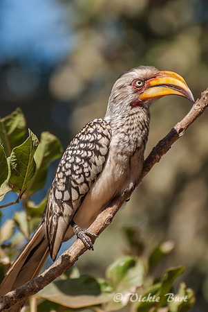 Yellow Billed Hornbill