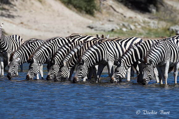 Black & White Stripes