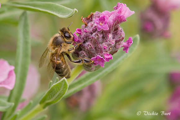 Bee on Lavender