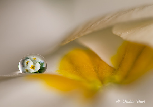 reflection of primula in water droplet