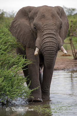 African Elephant