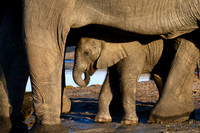 Safe with Mum