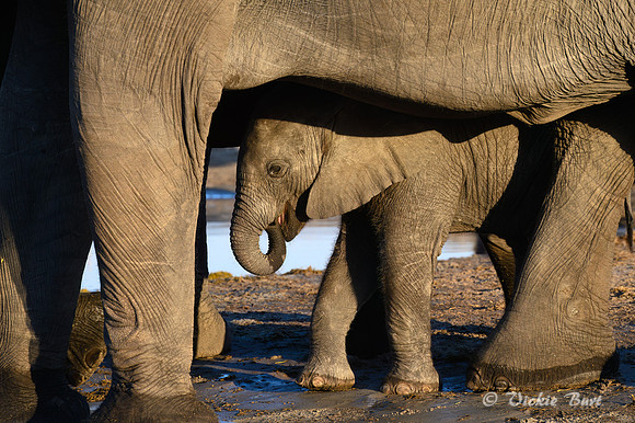 Safe with Mum
