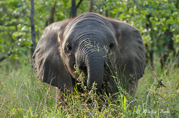 Baby Elephant backlit
