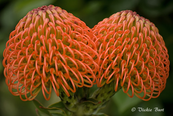 Leucospermum