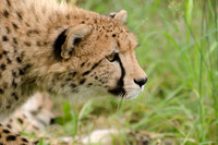 Stalking