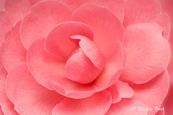 Pastel Pink Camelia