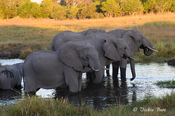 The Watering Hole