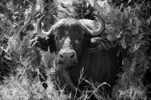 African Buffalo