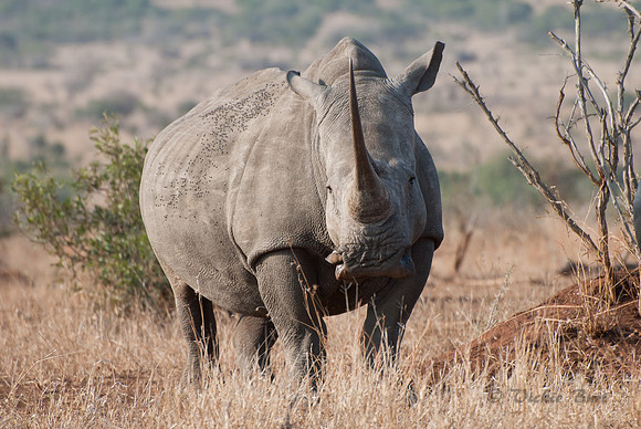 White Rhinoceros