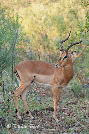 Impala