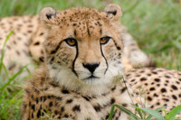 Cheetah