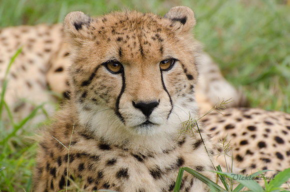 Cheetah